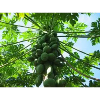 Organic Papaya Plant