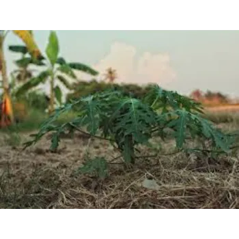 Fresh Papaya Plant Manufacturer