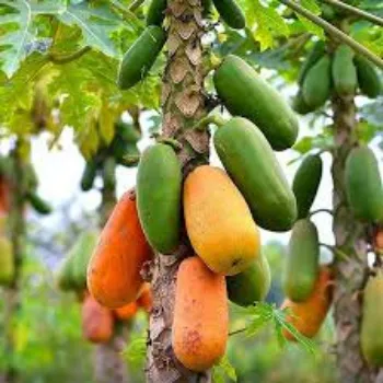 Papaya Plant Manufacturer