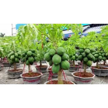 Organic Papaya Plant Manufacturer