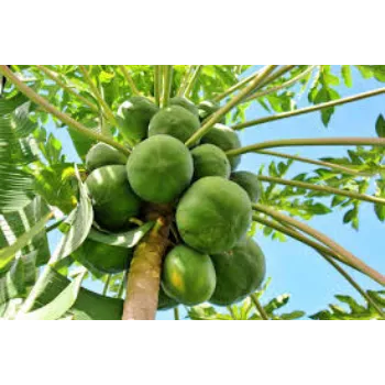 Natural Papaya Plant Manufacturer