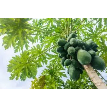 Organic Papaya Plants Manufacturer