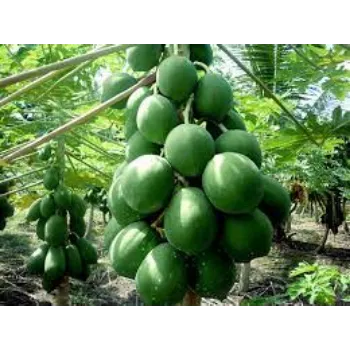 Natural Papaya Plants
