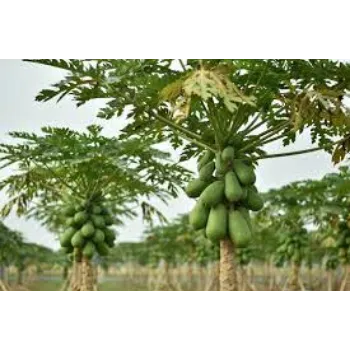 Organic Papaya Plants