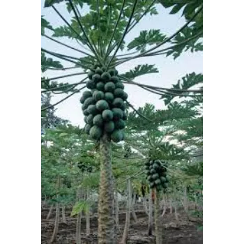 Natural Papaya  Plants