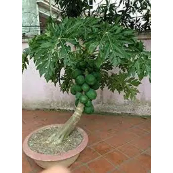 Natural Papaya Plants