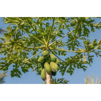 Organic Papaya Plants