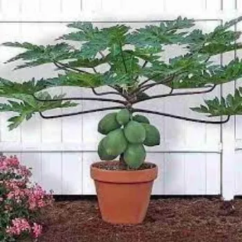 Organic Papaya Plants