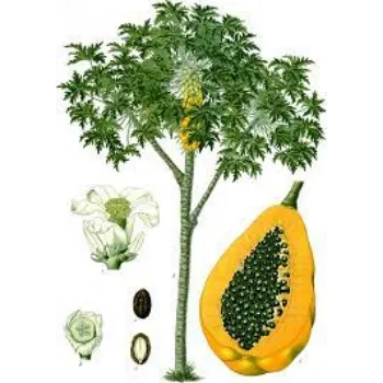Organic Papaya Plants