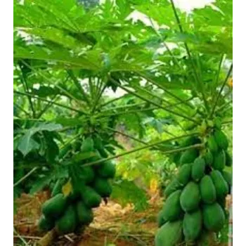 Natural Papaya Plants
