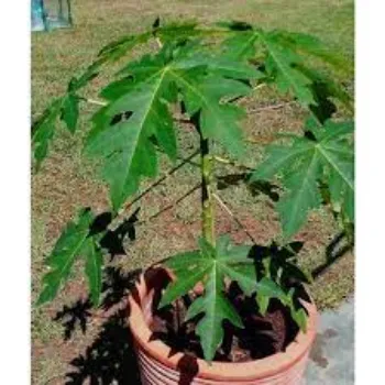 Natural Papaya Plants