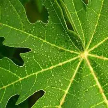 Natural Papaya Plants