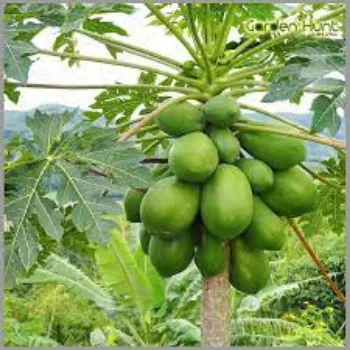 Common Papaya Plants