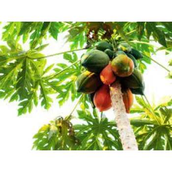 Organic Papaya Plants