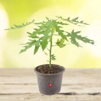 Natural Papaya Plants
