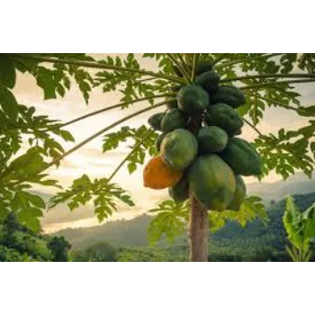 Organic Papaya Plant Manufacturer