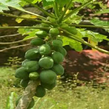 Organic Papaya Plant Manufacturer