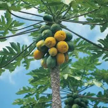 Organic Papaya Plant Manufacturer