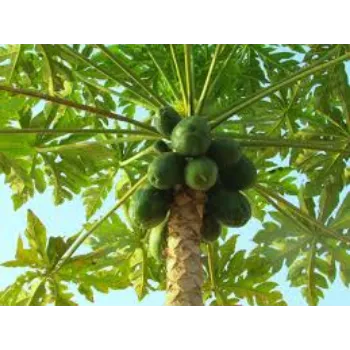 Organic Papaya Plant Exporter