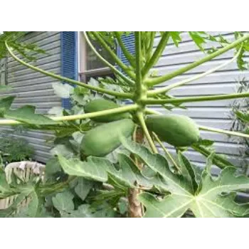 Organic Papaya Plant Exporter