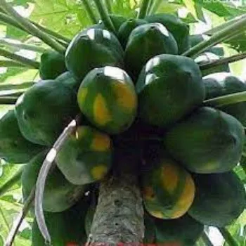 Organic Papaya  Plant