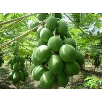 Papaya Plants Exporter