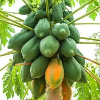 Organic Papaya Plants
