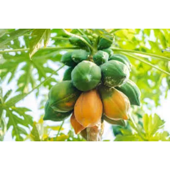 Organic Papaya Plant Manufacturer
