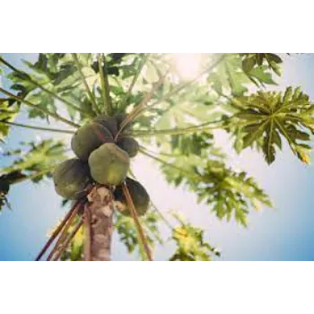 Organic Papaya Plant Manufacturer