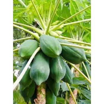 Natural Papaya Plant Manufacturer