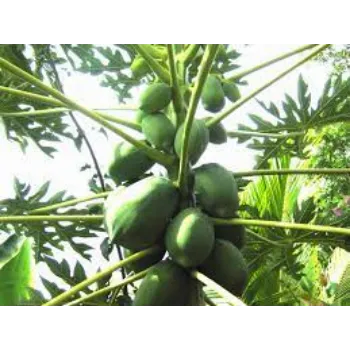 Organic Papaya Plant