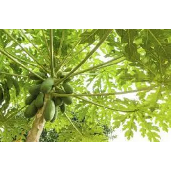 Healthy Papaya Plant