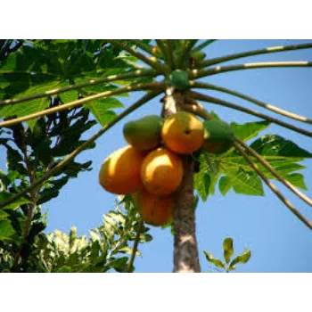Natural Papaya Plant