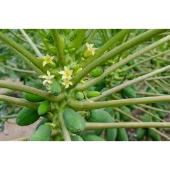 Natural Papaya Plant