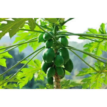 Organic Papaya Plant