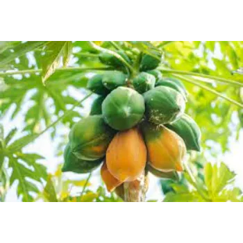 Green Papaya Plant