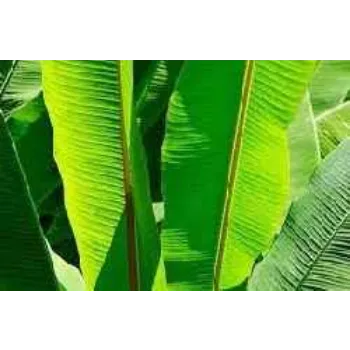 Banana Leaf