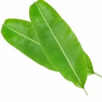 Green Paper Banana Leaf
