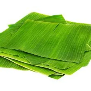 Paper Banana Leaf