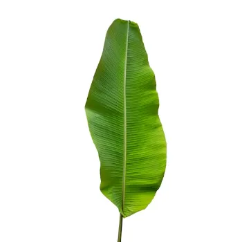 Paper Banana Leaf