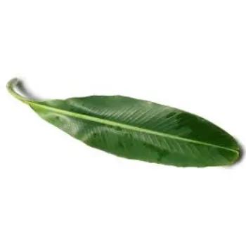 Modern Paper Banana Leaf