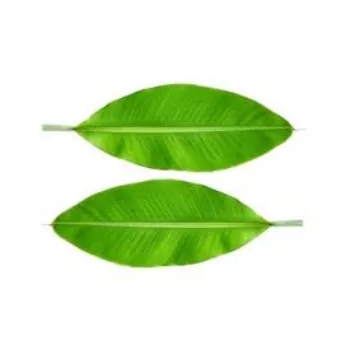 Paper Banana Leaf