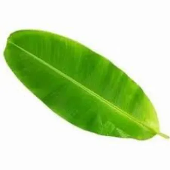 Paper Banana Leaf