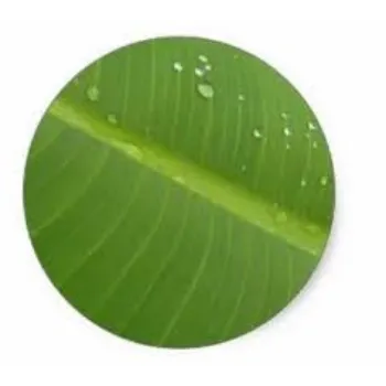 Paper Banana Leaf