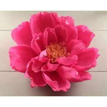 RAJESWARI NURSERY Paper Flowers