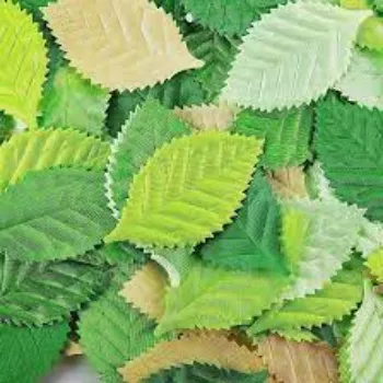 Green Paper Leaf