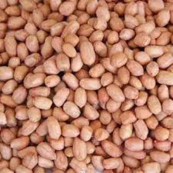 Common Peanuts