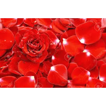 Rose Petal