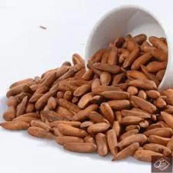Common Pine Nuts