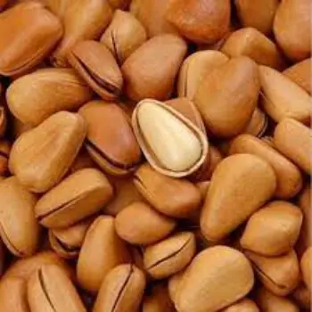 Common Pine Nuts